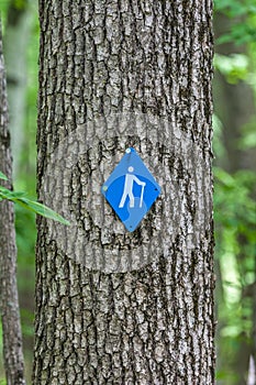 Hiking Symbol on Tree