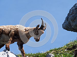 Hiking on the top of Terrarossa Mountain from Montasio