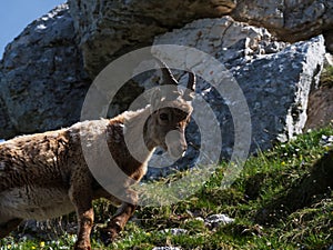 Hiking on the top of Terrarossa Mountain from Montasio