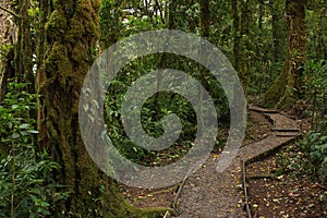 Hiking track in Bosque Nuboso National Park near Santa Elena in Costa Rica