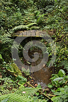 Hiking track in Bosque Nuboso National Park near Santa Elena in Costa Rica