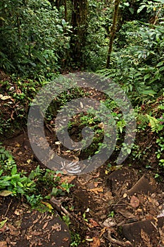 Hiking track in Bosque Nuboso National Park near Santa Elena in Costa Rica