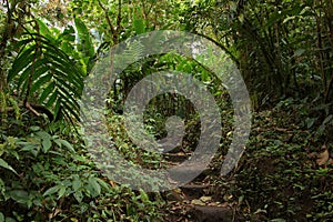 Hiking track in Bosque Nuboso National Park near Santa Elena in Costa Rica