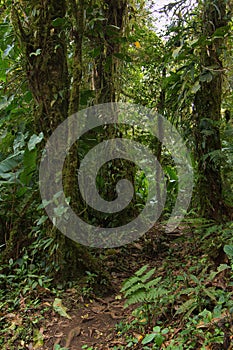 Hiking track in Bosque Nuboso National Park near Santa Elena in Costa Rica