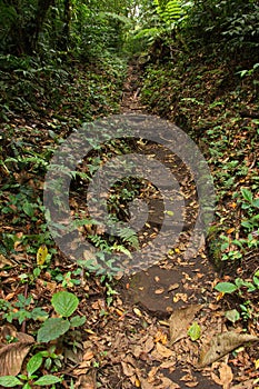 Hiking track in Bosque Nuboso National Park near Santa Elena in Costa Rica