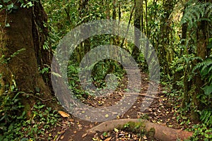 Hiking track in Bosque Nuboso National Park near Santa Elena in Costa Rica