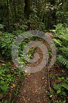 Hiking track in Bosque Nuboso National Park near Santa Elena in Costa Rica