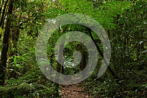 Hiking track in Bosque Nuboso National Park near Santa Elena in Costa Rica photo