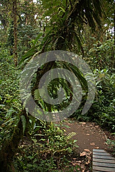 Hiking track in Bosque Nuboso National Park near Santa Elena in Costa Rica photo