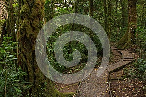 Hiking track in Bosque Nuboso National Park near Santa Elena in Costa Rica photo