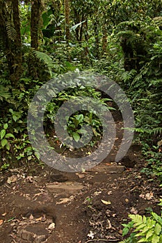 Hiking track in Bosque Nuboso National Park near Santa Elena in Costa Rica photo