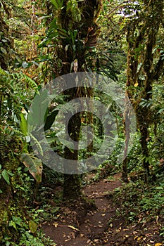 Hiking track in Bosque Nuboso National Park near Santa Elena in Costa Rica photo