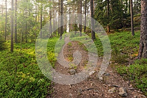 Hiking track in forest in early summer