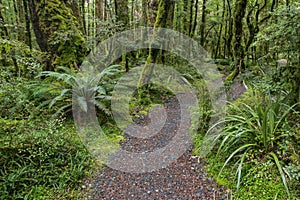 Hiking track leading through tropical New Zealand rainforest with ferns and moss covered trees