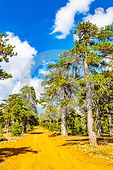 Hiking track at Troodos mountains on Cyprus