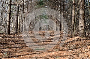 Hiking Trail