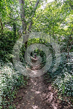 Hiking trail among abundant wild vegetation and trees