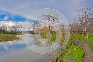 Meadow and lake with reflection of bare trees and reed in the flemish countryside