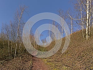 Path along bare birch trees on Terril de l`Heribus i Mons, Walloia photo