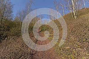 Path along bare birch trees and shrubs on Terril de l`Heribus i Mons, Walloia photo