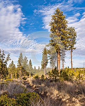 Hiking Trail Along Pine Trees in Shevlin Park in Bend Oregon During Winter