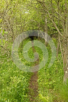 Very rustic and secluded hiking trail in woods photo