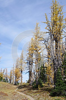 Hiking trail by alpine larches