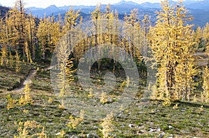 Hiking trail by alpine larches photo