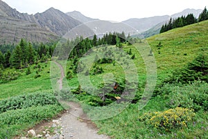 Hiking trail on alpine meadow