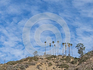 Hiking trail around San Gabriel Mountain