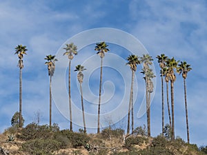 Hiking trail around San Gabriel Mountain