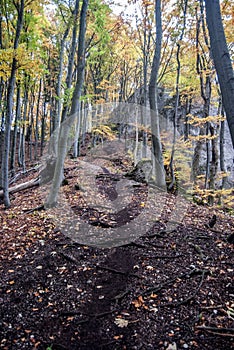 Hiking trail in autumn forest with colorful trees, rocks and fallen leaves