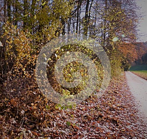 Autumn impressions from the edge of the forest with footpath