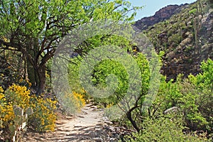 Hiking Trail in Bear Canyon in Tucson, AZ