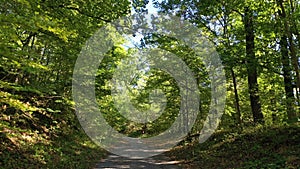 Hiking trail in a beautiful deciduous forest in southern Germany in the Heilbronn-Franken region, Baden WÃ¼rttemberg