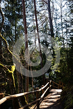 Hiking trail in a beautiful green coniferous forest with wooden barriers by the river bank and wooden stairs