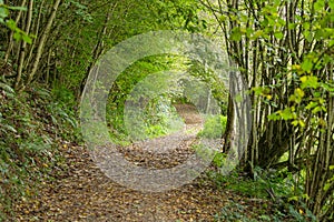 Hiking trail in Belgian Ardennes