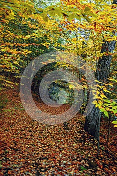 Hiking trail in Berkshires, Massachusetts USA Autumn