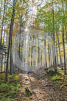 Hiking trail in the Beskid Zywiecki near Zawoja, Poland photo