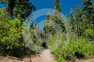 Hiking Trail through Brush in California Woodlands