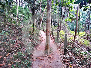 Hiking trail in Bukit Timah nature reserve