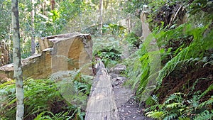 Hiking Trail for Bush Walking in the Strickland State Forest New South Wales Australia. Australian Bush Trail