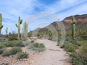 Hiking trail with cacti in Arizona