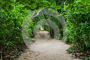 Hiking trail in Cahuita National Park, Costa Ri