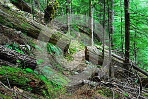 Hiking trail in cedar forest