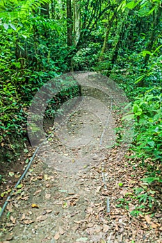 Hiking trail in cloud forest of Reserva Biologica Bosque Nuboso Monteverde, Costa Ri