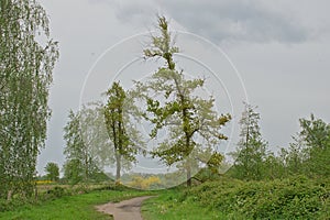 hiking trail through a cloudy spring landscape in the flemish countryside