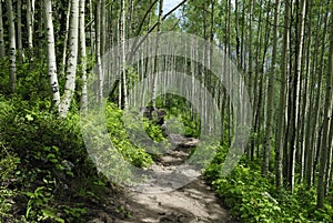 Hiking trail in Colorado Rocky Mountains