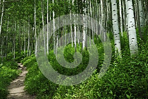Hiking trail in Colorado Rocky Mountains