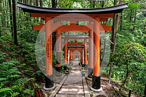 The hiking trail covered by torii gates